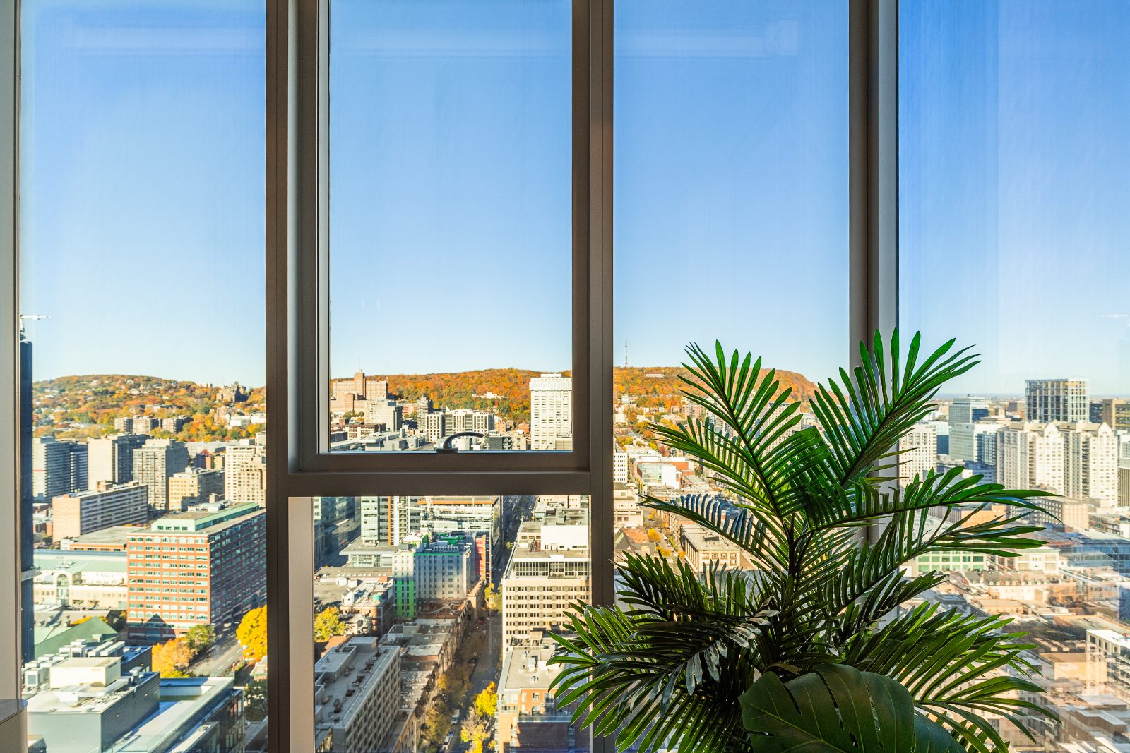 Vue sur le mont Royal depuis le salon