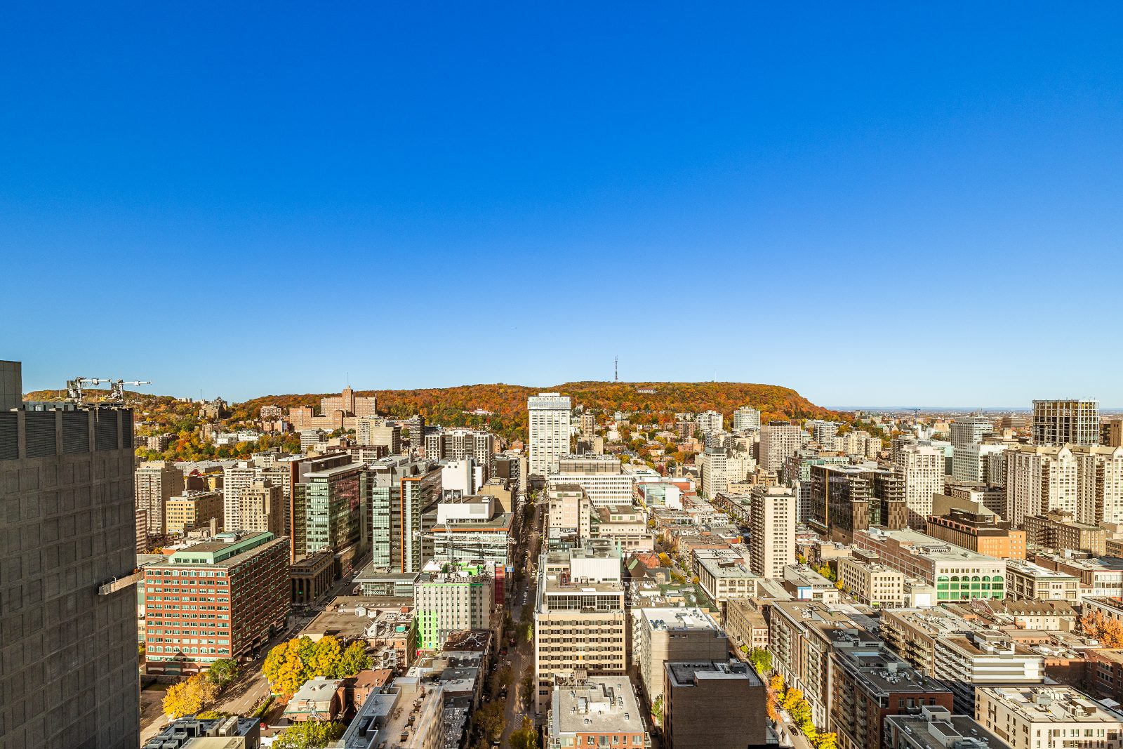 Vue sur le mont Royal et le centre-ville